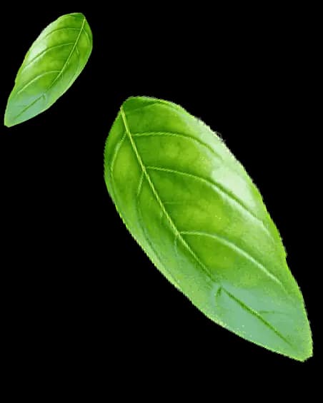leaves