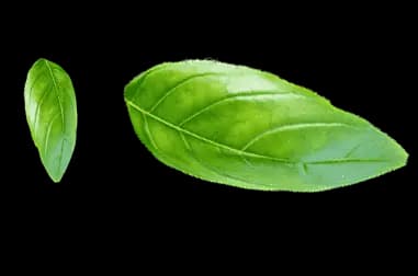 leaves
