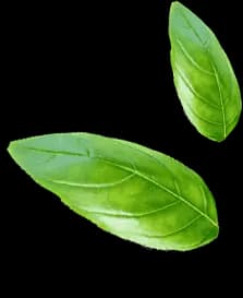 leaves